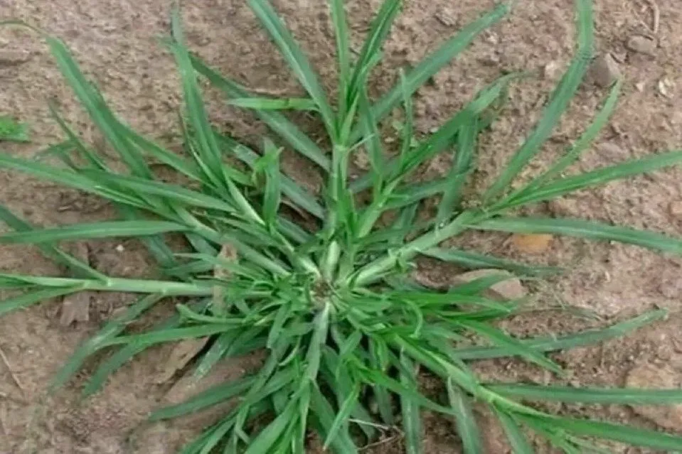 Cara Mengendalikan Rumput Lulangan Tanpa Lelah Mencabut