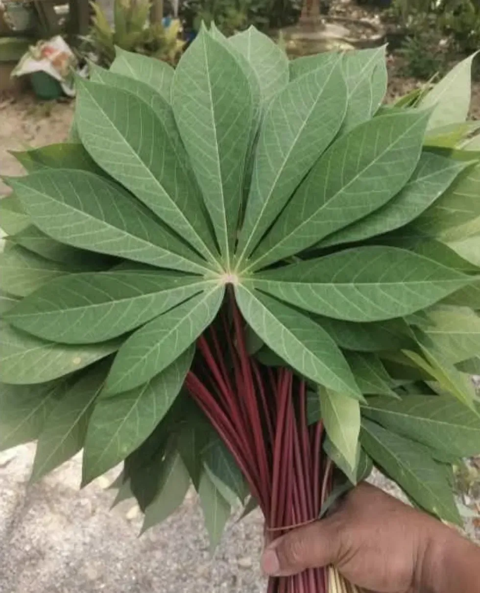 Berhenti Membuang Nutrisi! Inilah Manfaat Daun Singkong untuk Ibu Hamil Muda yang Sering Diabaikan