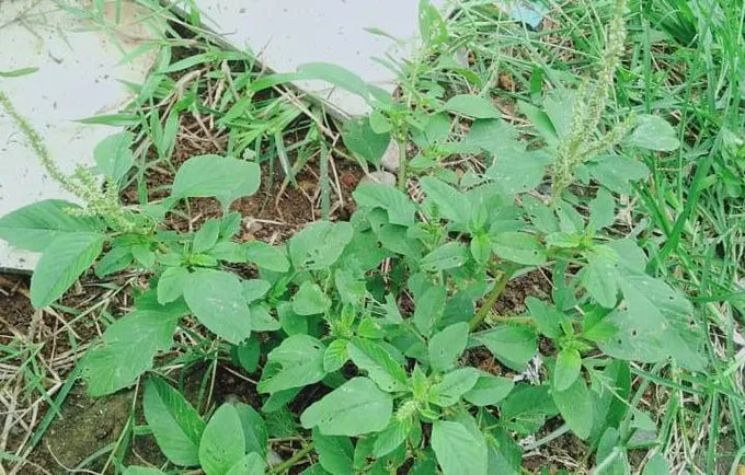 7 Rahasia Bayam Liar: Sinyal Kandungan Nutrisi Tanah yang Sering Diabaikan