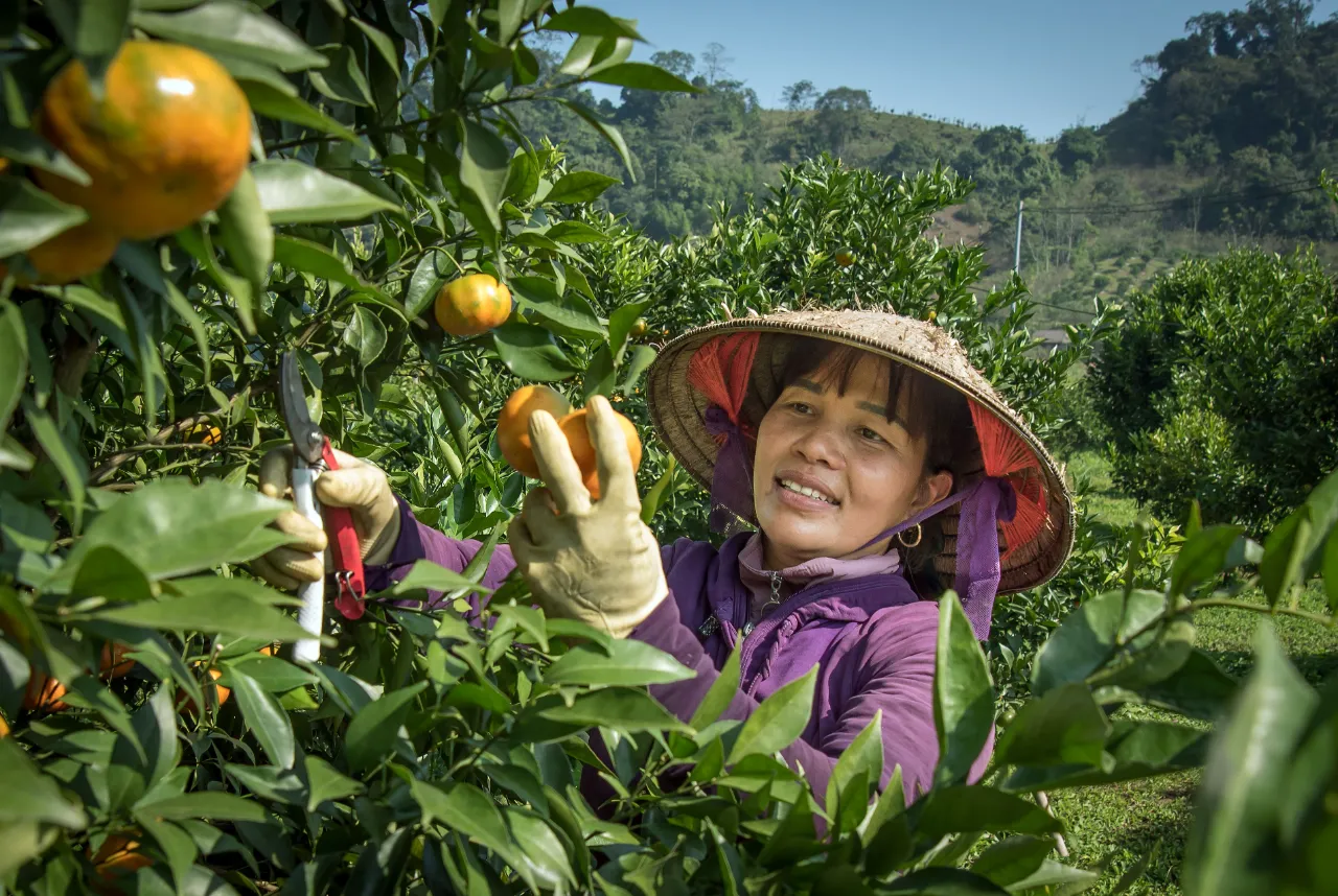 Petani Vietnam Melesat, Petani Kita Masih Menunggu Subsidi Pupuk
